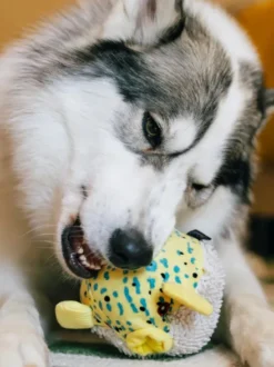 Peluche pour chien - Ocean Buddies Poisson-Globe 🐡 - Pet PLAY