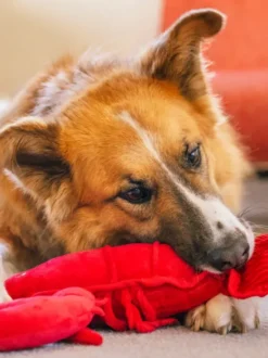 Peluche pour chien - Ocean Buddies Homard 🦞 - Pet PLAY