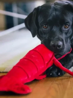 Peluche pour chien - Ocean Buddies Homard 🦞 - Pet PLAY