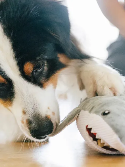 Peluche pour chien - Ocean Buddies Requin Blanc 🦈 - Pet PLAY