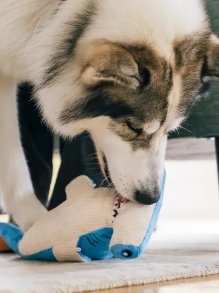 Peluche pour chien - Ocean Buddies Requin marteau - Pet PLAY