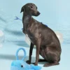 Peluche pour chien - Ocean Pals Baleine 🐳 - HugSmart
