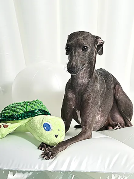 Peluche pour chien - Ocean Pals Tortue 🐢 - HugSmart