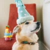 Peluche pour chien - Party Animals 🥳 Chapeau d'anniversaire - Pet PLAY