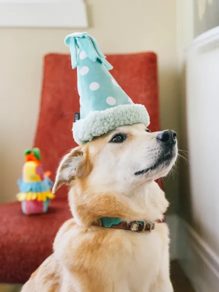 Peluche pour chien - Party Animals 🥳 Chapeau d'anniversaire - Pet PLAY