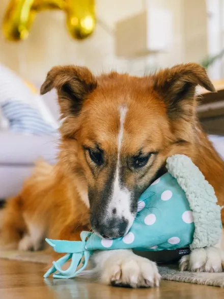 Peluche pour chien - Party Animals 🥳 Chapeau d'anniversaire - Pet PLAY