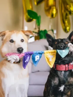 Peluche pour chien - Party Animals 🥳 Banderole d'anniversaire - Pet PLAY