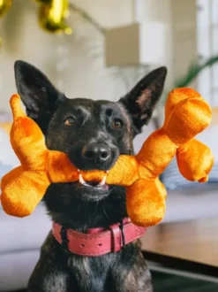 Peluche pour chien - Party Animals 🥳 Ballon chien - Pet PLAY