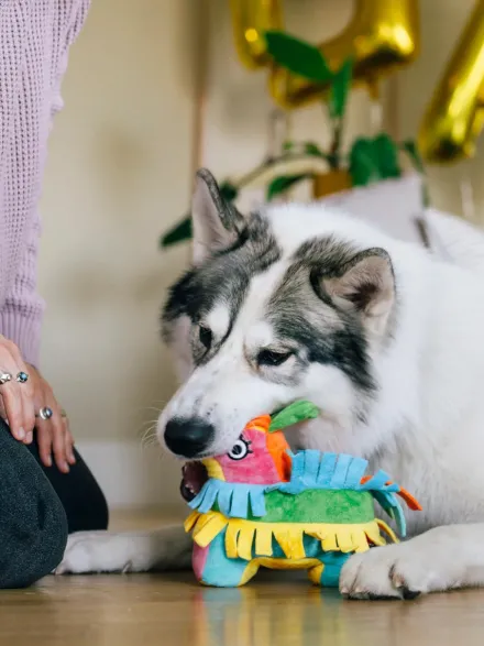 Peluche pour chien - Party Animals 🥳 Pinata - Pet PLAY