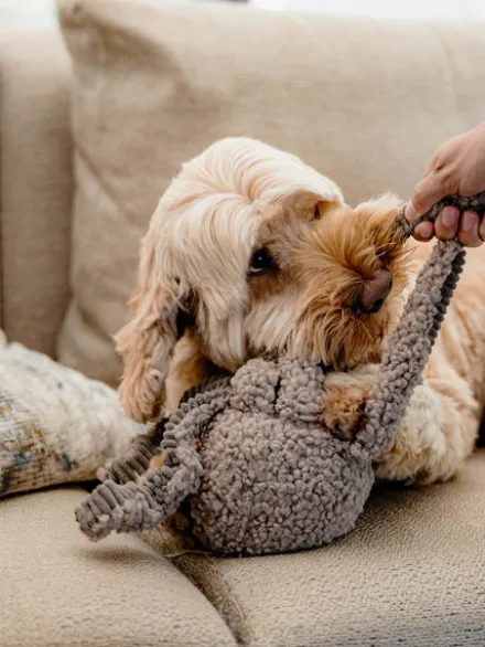 Peluche pour chien - Pieuvre Rose - District 70