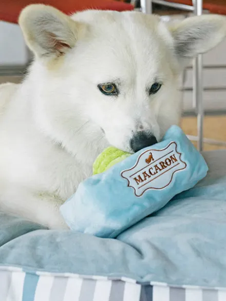 Peluche pour chien - Pup Cup Café - Macarons - Pet PLAY