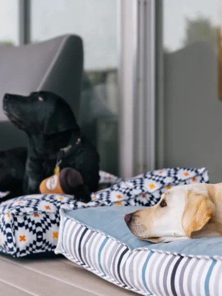 Peluche pour chien - Pup Cup Café - Latte à emporter ☕ - Pet PLAY