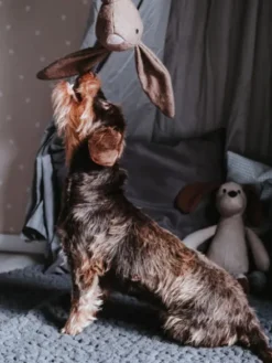 Peluche pour chien sans couineur - Lapin 🐇 - Hunter