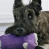 Peluche pour chien - Splish Splash - Howlin’ Hair Dryer 💇 - Pet PLAY