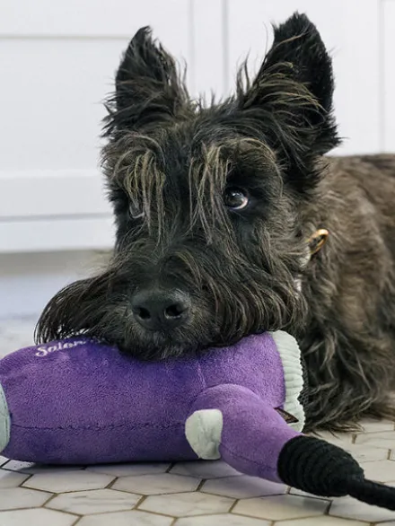 Peluche pour chien - Splish Splash - Howlin’ Hair Dryer 💇 - Pet PLAY