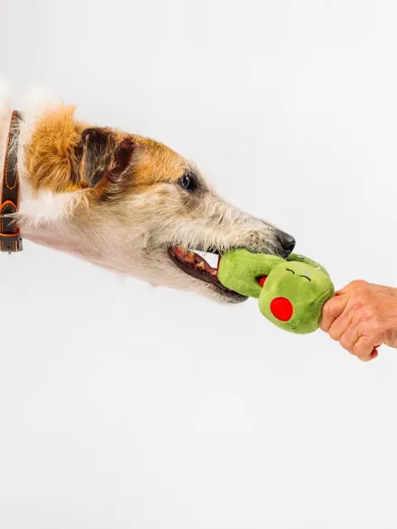 Peluche pour chien - Wine Bar Olives 🫒 - Pet PLAY