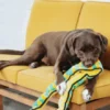 Peluche résistante pour chien - Invicibles Snake XXL - Outward Hound