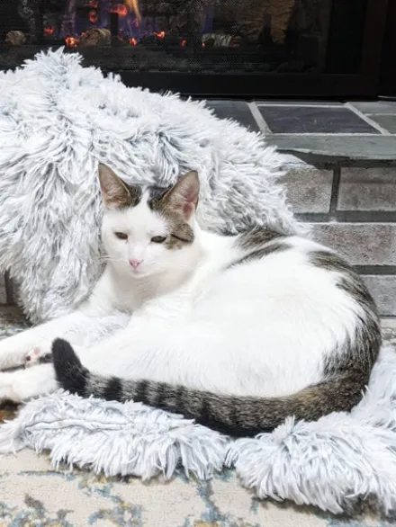 Plaid apaisant pour chien et chat - Best Friends by Sheri - Frost