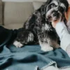 Plaid couverture XL pour chien - Gris anthracite - Hunter