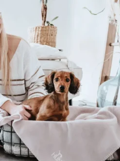 Plaid couverture XL pour chien - Crème - Hunter