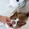 Poisson séché pour chien - Hareng
