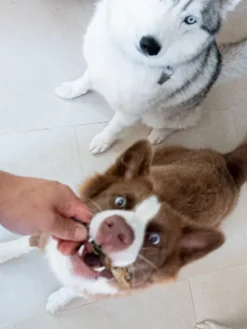 Poisson séché pour chien - Hareng