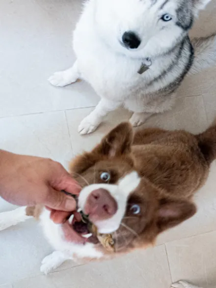 Poisson séché pour chien - Hareng