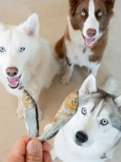 Poisson séché pour chien - Hareng