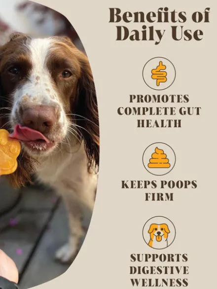 Poudre de Citrouille et Probiotiques pour chien - Hackney Dog House