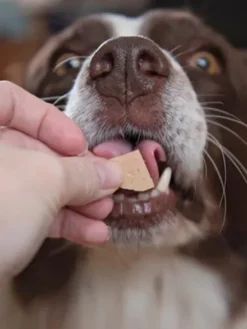 Pâtée naturelle pour chien - Cerf 🦌 - JR Pet Products
