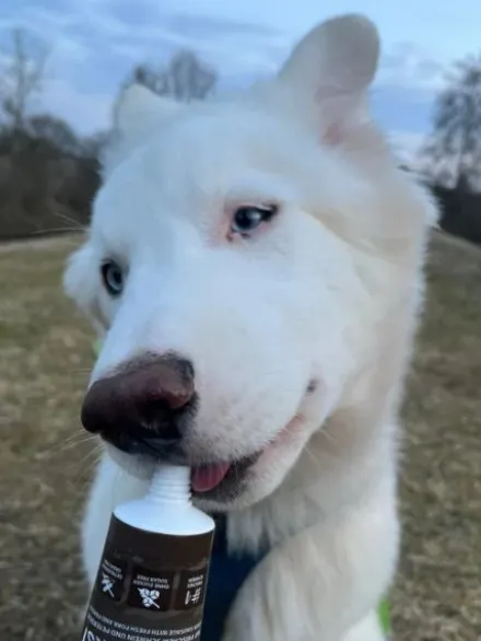 Pâté en tube pour chien avec 90% de viande de Porc 🐖 - WildBorn