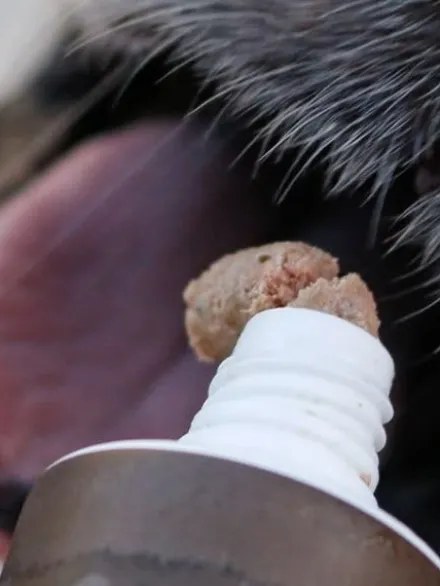Pâté en tube pour chien avec 90% de viande de Porc 🐖 - WildBorn