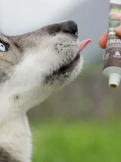 Pâté en tube pour chien avec 90% de viande de Porc 🐖 - WildBorn