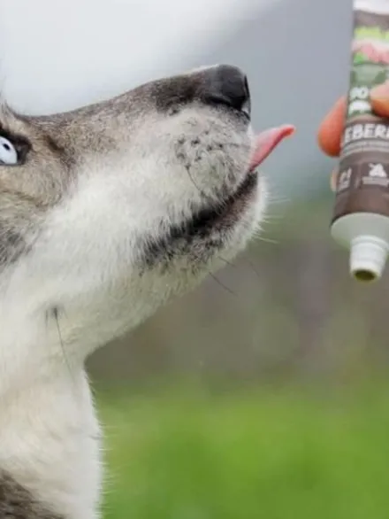 Pâté en tube pour chien avec 90% de viande de Porc 🐖 - WildBorn