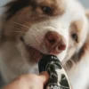 Pâté en tube pour chien Saumon 🐟 et Tapioca - Syta Micha