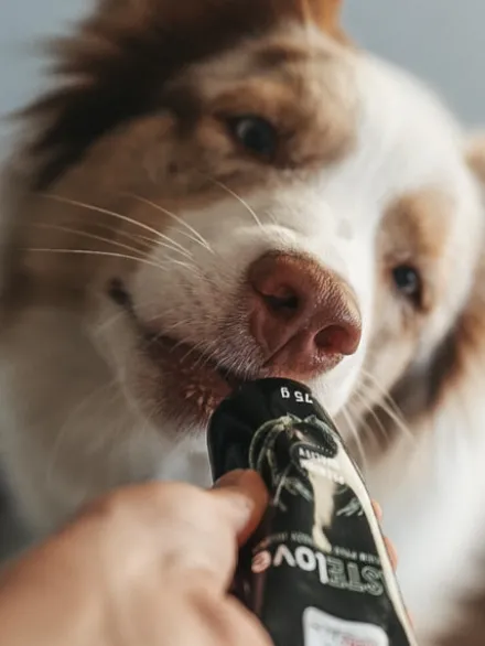 Pâté en tube pour chien Saumon 🐟 et Tapioca - Syta Micha