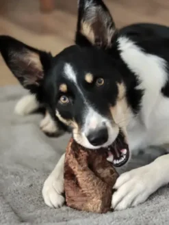 Racine de Bruyère naturelle à mâcher pour chien