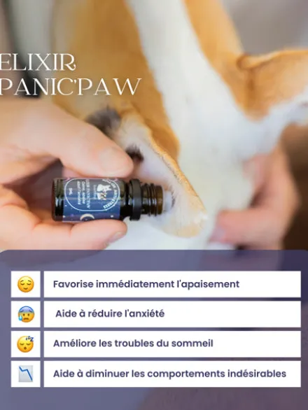 Roll-on anti-stress pour chien Panic’paw - Dexter & Mango