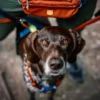 Sacoche de balade Alpha 360 Hip Pack - Terracotta Mix