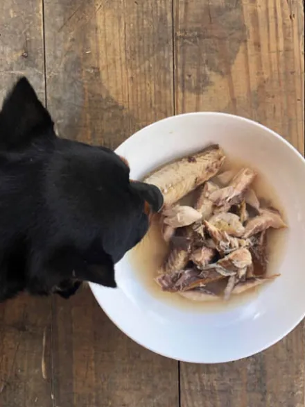Sardines de la côte Atlantique au naturel pour chien - Canumi