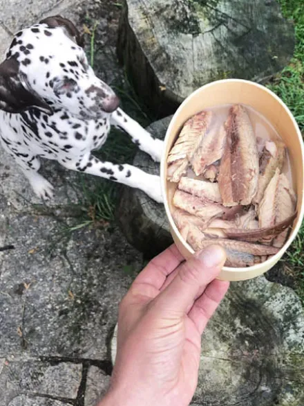 Sardines de la côte Atlantique au naturel pour chien - Canumi