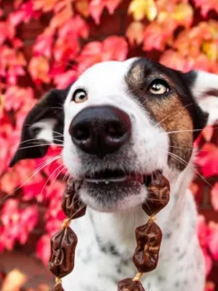 Saucisses de Cerf et Cassis pour Chien - Boost énergétique