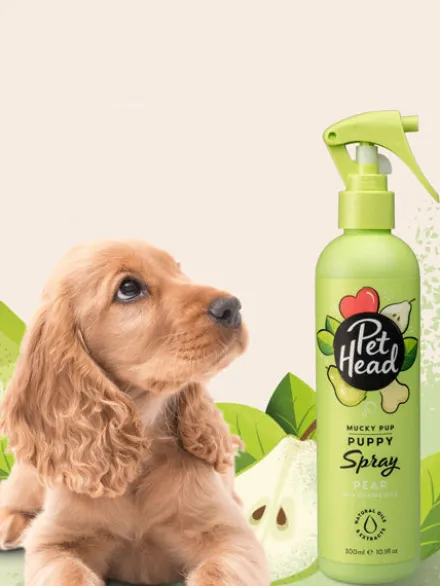 Spray sans rinçage pour chiot - Poire 🍐