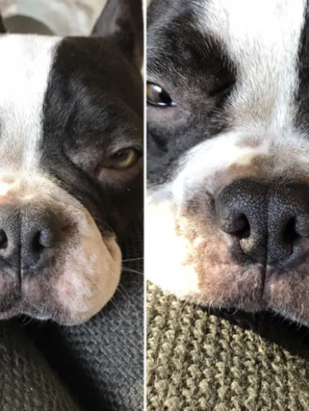 Stick Belle Truffe 👃 pour chien - Dexter & Mango