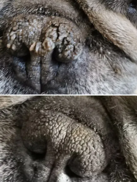Stick Belle Truffe 👃 pour chien - Dexter & Mango