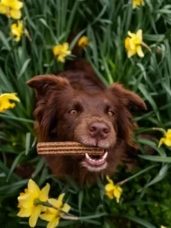 Stick dentaire pour chien - Brit Dental Stick - Calm 😌