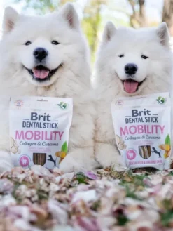 Stick dentaire pour chien - Brit Dental Stick - Mobility 🦵