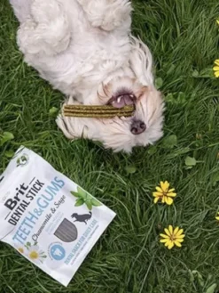 Stick dentaire pour chien - Brit Dental Stick - Teeth & Gums 🦷