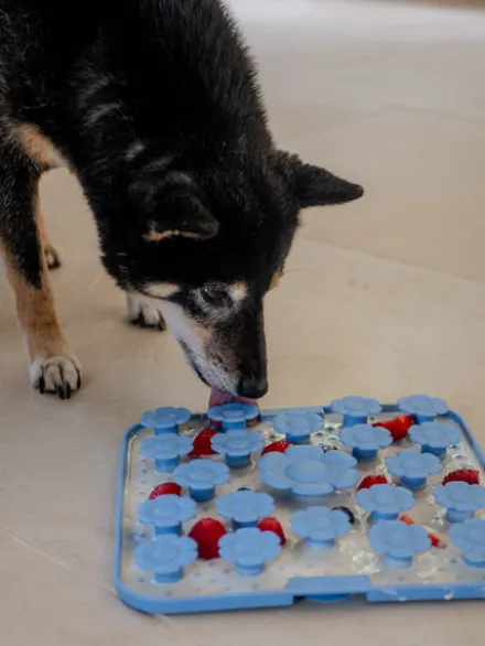 Tapis de fouille et de léchage pour chien - Daisy Mat 🌼 Peach - inooko