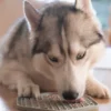 Tapis de léchage pour chien et chat - Yoomy Mat - Dusty Pink